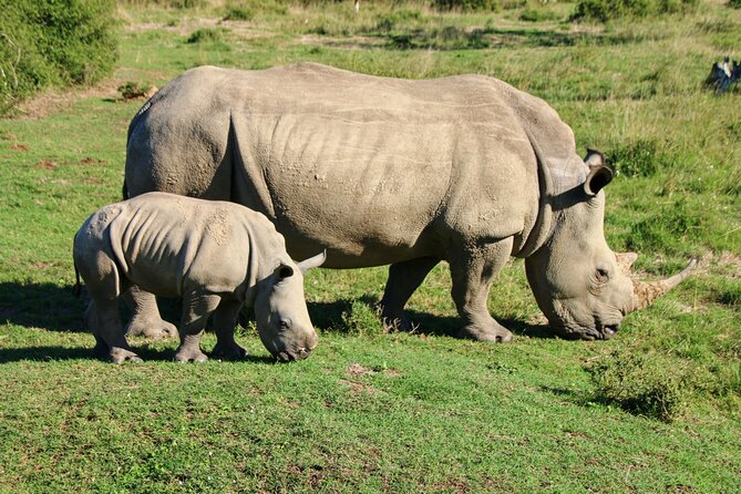 2 Days Pilanesberg National Park Luxury Safari - Luxury Accommodations