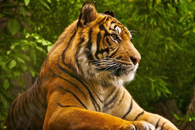 2 Days Ranthambore Tiger Safari From Jaipur With Hotel & Safari - Hotel Options