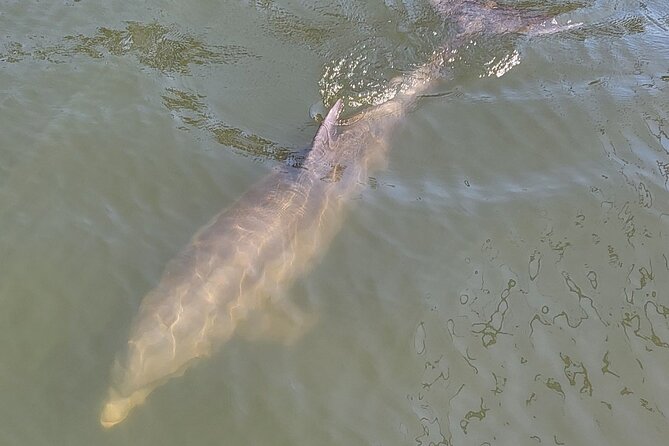 2 Hour Dolphin Sightseeing Tour in Melbourne Florida - Inclusions