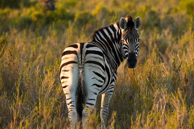 2-Hour Game Drive at the Plettenberg Bay Game Reserve - Traveler Photos