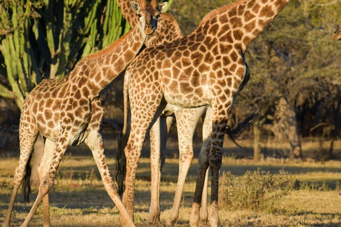 2-Hour Horseback Safari in Hartbeespoort - Cancellation Policy