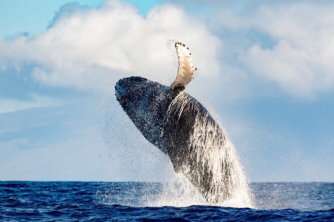 2 Hour Waikiki Whale Watching in Honolulu - Meeting Point and Pickup Information