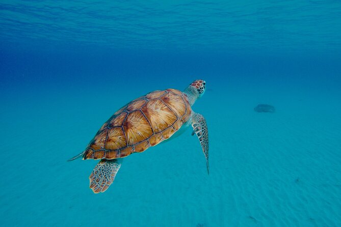 2 Hr Jetski Private Tour in Barbados (Transport Included) - Traveler Photos