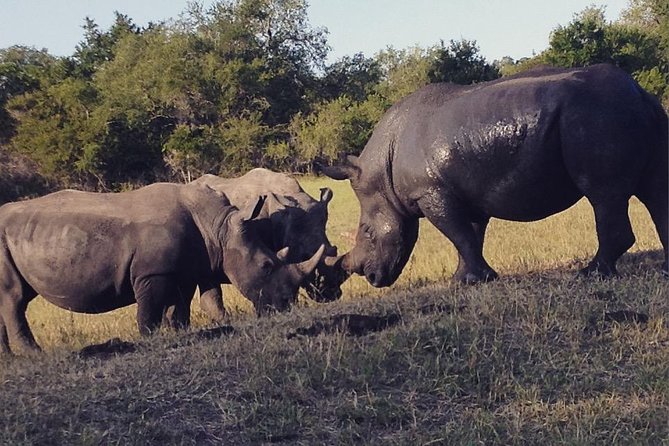 2 Nights Lion King Safari to Kruger From Nelspruit - Authentic Safari Experience