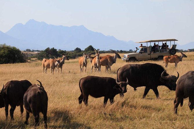 3 Day Garden Route Highlights and Safari With Private Transfers - The Sum Up