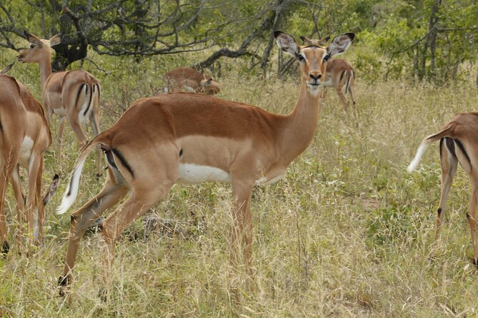3-Day Kruger National Park Safari From Johannesburg - Wildlife Encounters