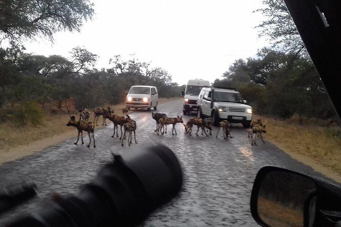 3 Day Kruger National Park Tour - Reviews and Feedback