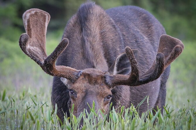 3 Day Moose Viewing Safari With Camping - Camping Details and Equipment