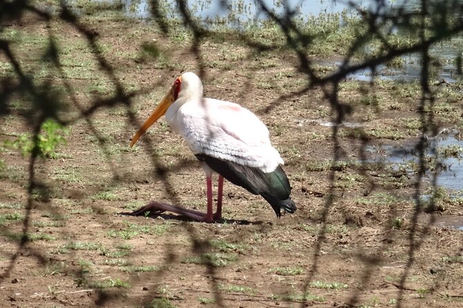 3-Day Private Bird Watching Safari in Kruger - Bird Watching Highlights