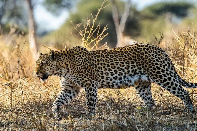 3 Day Tala Game Reserve & Phezulu Safari & Natal Lion From Durban - Itinerary and Activities