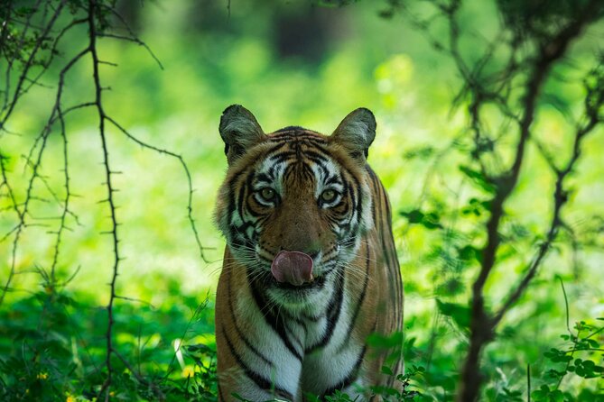 3-Hour Private Safari in Ranthambore Tiger Reserve - Pricing and Booking Information