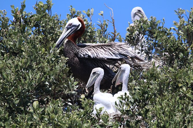 3-Hour St Pete Private Water Adventure Tour for 6 Guests - Meeting and Pickup Details