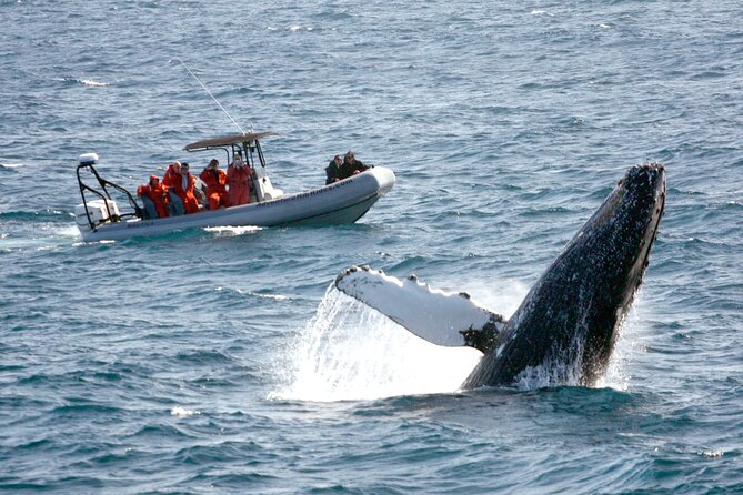 3 Hours Guided Whale and Dolphin Watching Experience in San Diego - Additional Information
