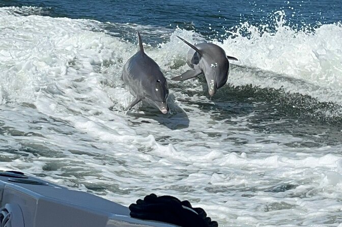 4.5 Hour Private Snorkeling, Island Hoping, Dolphin and Shelling - Inclusions