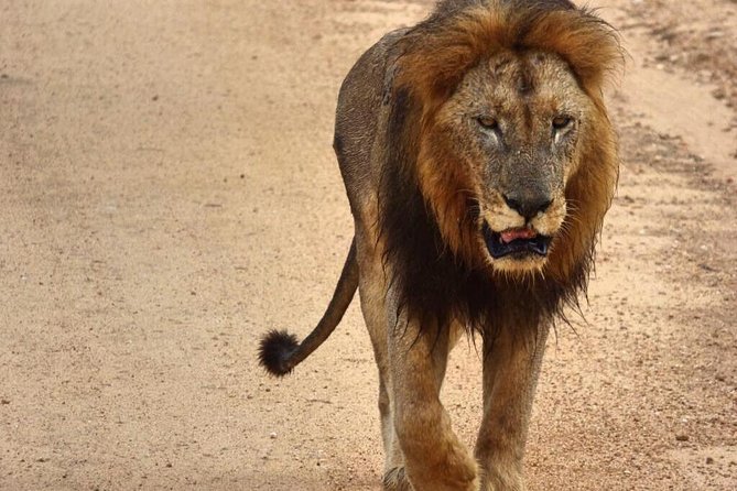 4 Day All Incl. Private Kruger Park Safari and Transfer From Nelspruit - Accommodation and Meals