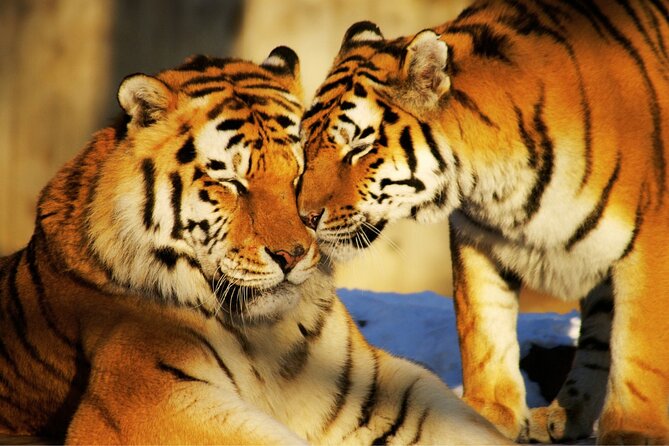 4 Day Golden Triangle Tour With Ranthambore Tiger Safari India - Accommodation and Meals Included