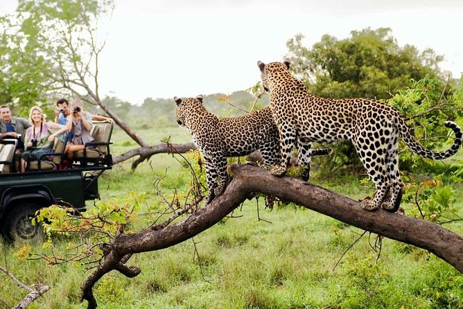 4-Day Kruger National Park & Panorama Route Tented Safari - Serene Lodge With Glam-Tents