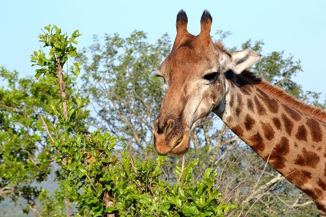 4-Day Kruger National Park Safari From Johannesburg - Cancellation Policy