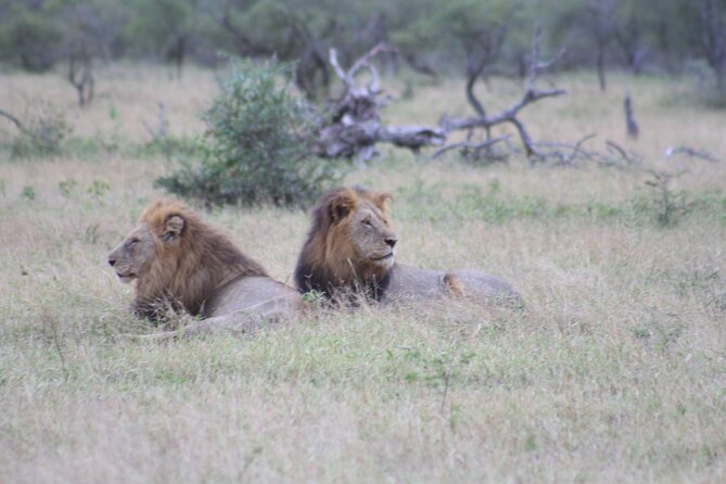 4 Day Private Kruger Under Canvas Safari - Common Questions