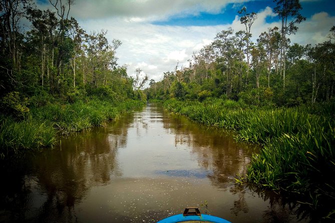 4-Day Private Orangutan and Bornean Primates Tour From Pangkalanbuun - Tour Overview