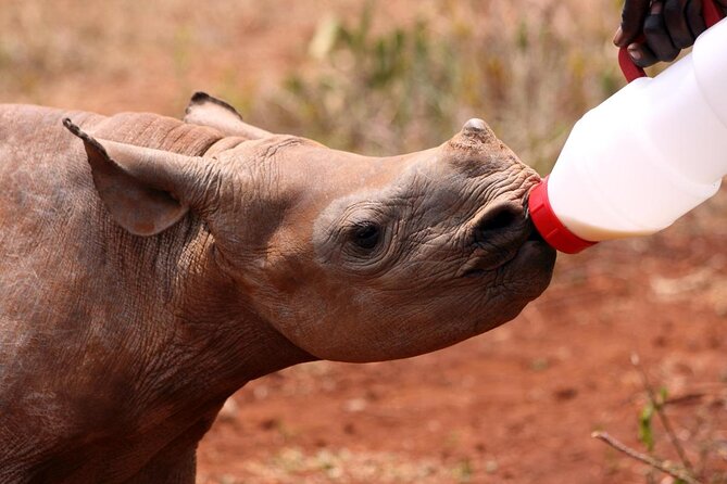 5 Day All Incl. Private Kruger Park Safari With Optional Panorama - Day 1: Half Day Kruger National Park Safari