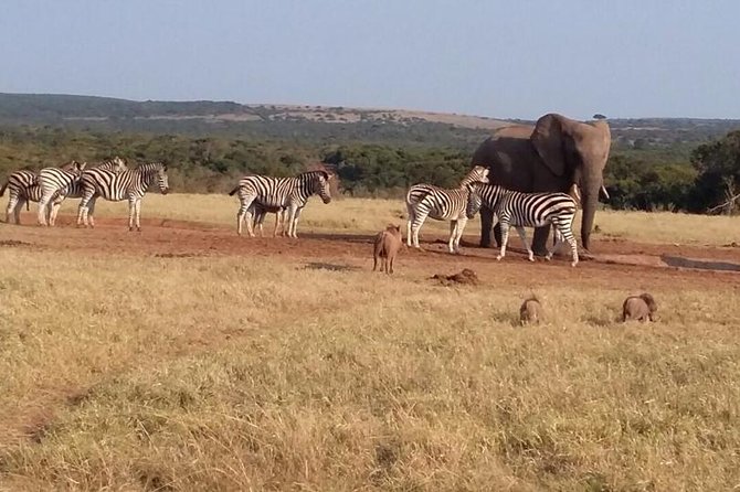 5 Day Cape to Addo Safari - Garden Route Small Group Tour - Tour Requirements and Changes