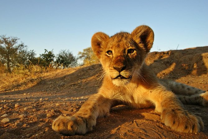 5 Day Kruger National Park and Panorama Route Safari - Accommodation and Meals