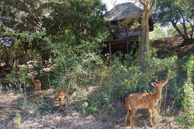 5 Day Lodge and Treehouse Kruger National Park Safari - Activities and Experiences