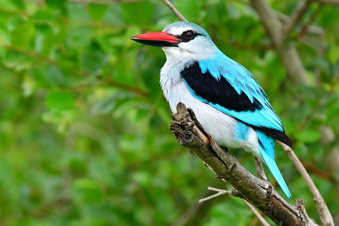 5 Day Wildlife Photographic Safari - Kruger National Park - B1 Photo Safaris - Photography Equipment and Support
