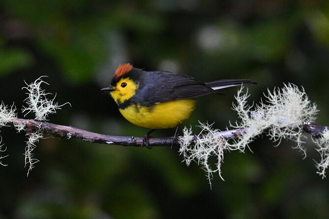 5-Hour Birdwatching and Photography Tour in Monteverde - Location and Meeting Details