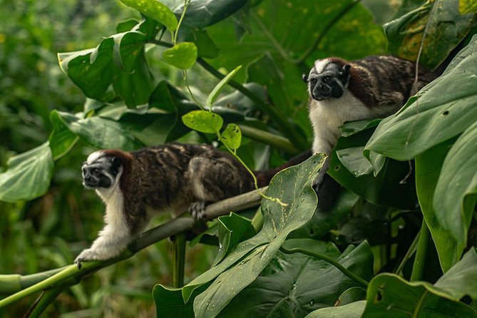 5hr Combo-Panama Canal Boat Safari & Jungle Walk W/ Local Brunch - Tour Overview