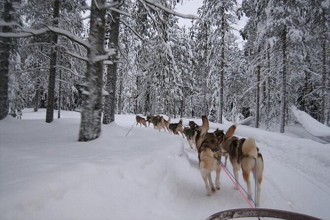 5KM Husky Sled Ride From Levi - Overview and Experience