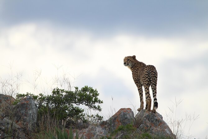 6 Days Big 7 Safari Experience at Amakhala & Addo Elephant Park - Wildlife Encounters
