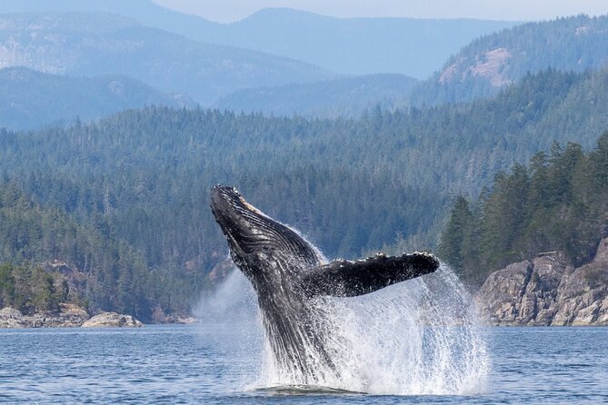 6 Hour Whale Watching Tour With Lunch Included - Tour Details