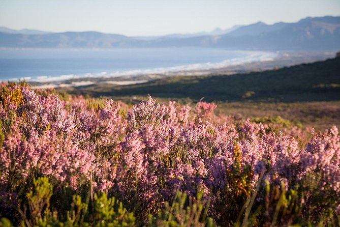 7-day Cape Town, Winelands, Garden Route and Addo National Park - Discovering the Scenic Garden Route