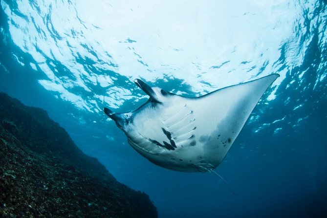7 Fun Dives in Nusa Lembongan (For Certified Divers) - Premium Value Package - Underwater Wildlife Encounters