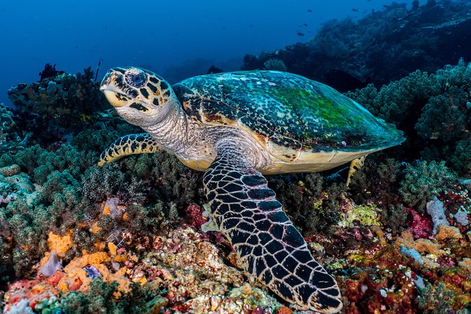 7 Fun Dives in Pemuteran (For Certified Divers) - Exploration in Menjangan Park - Underwater Temple Dive