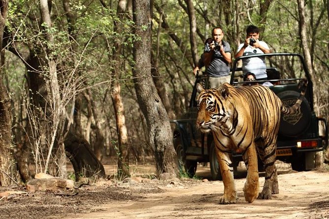 8-Day Private Golden Triangle Tour With a Ranthambore Wildlife Safari From Delhi - Itinerary Highlights