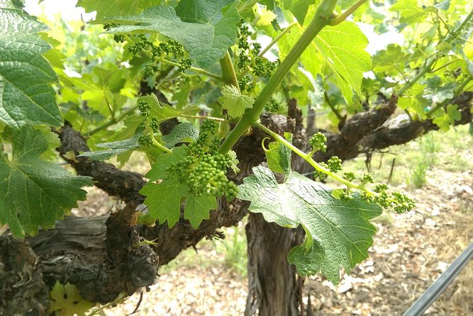 8 Hour - Napa and Sonoma Private Wine Tour - Select Date and Travelers