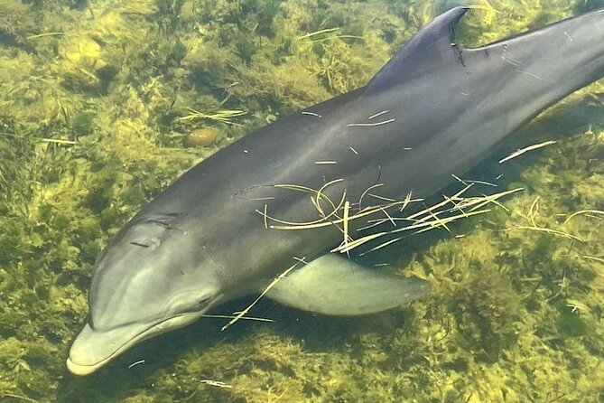 90-Minute Guided Eco Airboat Tour in Homosassa - Location and Duration