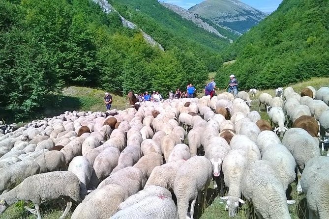 A Day With the Shepherd Milking Sheeps and Making Cheese in the National Park of Abruzzo - Reviews