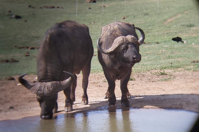 Addo Elephant National Park Full Day Safari - Booking and Reservation