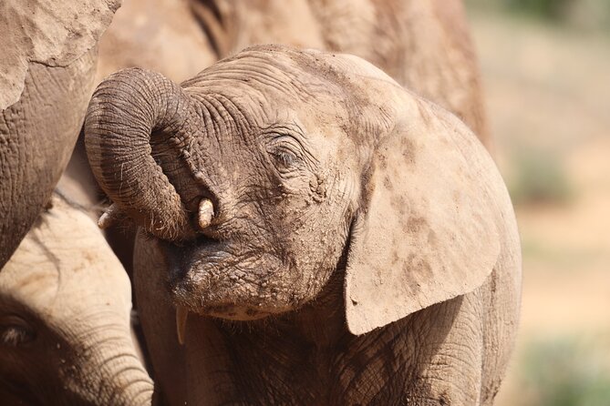 Addo Elephant National Park Private Half-Day Safari - Traveler Photos