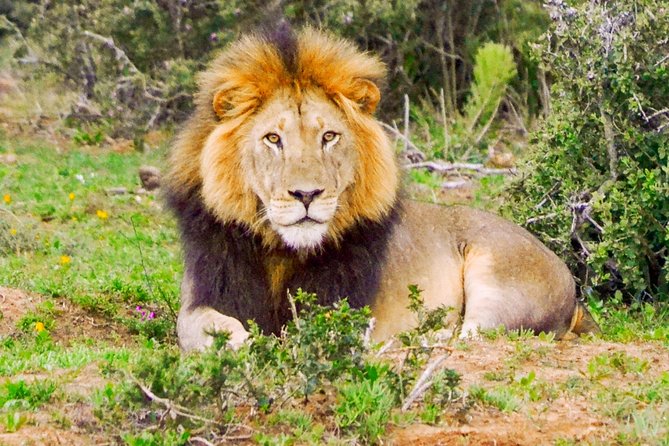 Addo Elephant National Park Safari Tour With Guide - Overview of Addo Elephant National Park