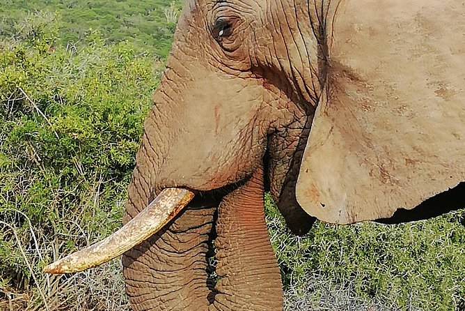 Addo Elephant Park Day Visit Followed by a 4x4 Night Drive With a Park Ranger - Duration and Operator Information