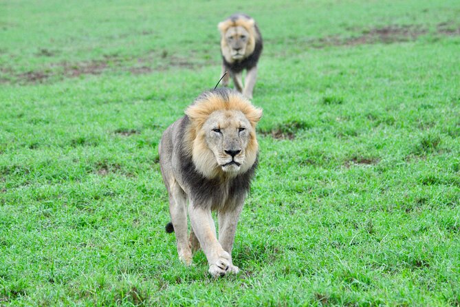 Addo Elephant Park Safari & Shore Excursion From Port Elizabeth - Traveler Reviews and Ratings