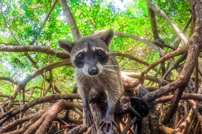 Adventure Full Day Isla Barú Mangroves Snorkel Bioluminescent Plankton - Tour Highlights