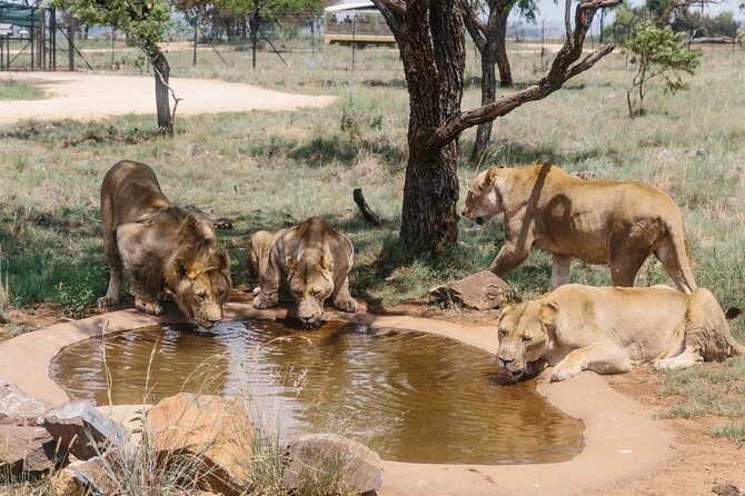 African Predators Safari, Unforgettable and Majestic. - Safari Itinerary