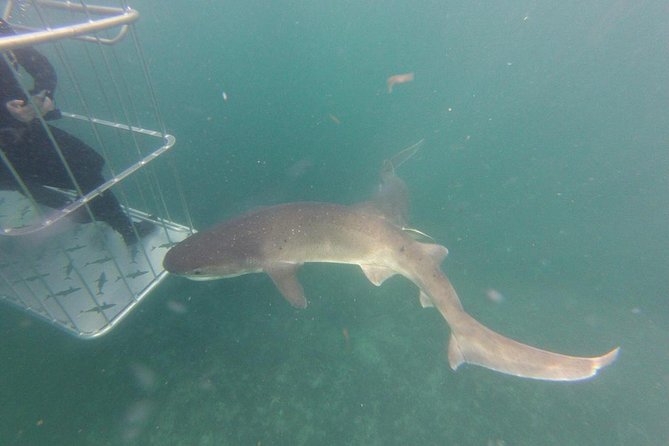 African Shark Eco-Charters Shark Cage Diving Cape Town - Booking Confirmation and Important Information