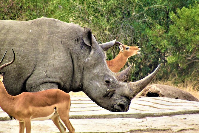 Afternoon Kruger National Park Safari - What To Expect